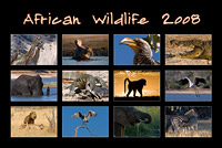 Kalender "African Wildlife 2008"