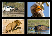 Neue Fotos aus dem Südlichen Afrika