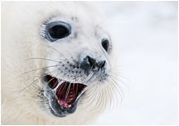 Multivisionsshow "Südliches Afrika"