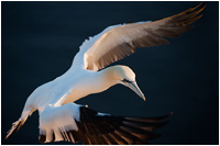 Basstölpel auf Helgoland