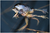 Moorfrösche - die blauen Frösche