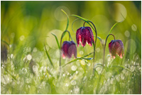 Platz 1 beim "GDT- Naturfotograf des Jahres 2011"