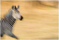 Platz 1 beim "GDT- Naturfotograf des Jahres 2011"