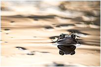 Kugelkopf X-52 von Sunwayfoto