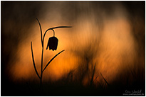 Kugelkopf X-52 von Sunwayfoto