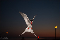 Basstölpel auf Helgoland