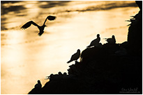 Basstölpel auf Helgoland