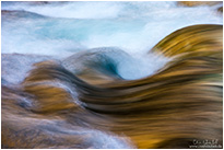 Basstölpel auf Helgoland