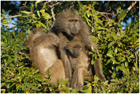 Paviane, Krüger NP Südafrika
