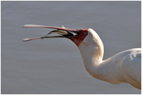 Frühstück für den afrikanischen Löffler, Krüger NP Südafrika