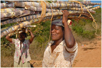 In Mosambik wird noch alles auf dem Kopf getragen - hier Brennholz sammelnde Frauen, Mosambik