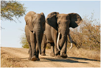 Die Straße gehört uns - verstanden?!? Krüger NP Südafrika