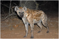 Tüpfelhyäne am "Balule Camp", Krüger NP Südafrika