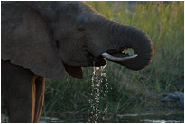 "Man war das heute wieder ein heißer Tag...", Krüger NP Südafrika
