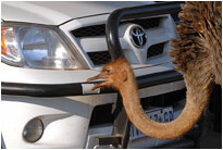 "Die haben aber auch schon einmal besser geschmeckt...", Botswana