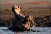 Uuaaahhhhh....., Chobe NP Botswana