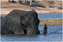 Auch so kann man unter Wasser atmen, Chobe NP Botswana