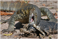 Wie lecker doch so ein Fischkopf sein kann, Chobe NP Botswana