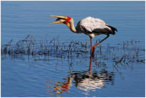 Nimmersatt beim Frühstück, Chobe NP Botswana