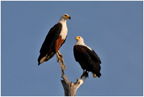 Schreiseeadler, Chobe NP Botswana