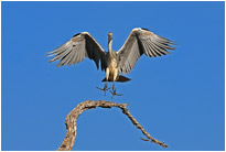 Noch 10cm bis zur Landung - Graureiher im Landeanflug, Chobe NP Botswana