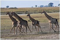 Jetzt aber schnell..., Chobe NP Botswana