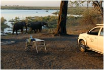 Besuch am Abend - Linyanti Camp, Chobe NP Botswana