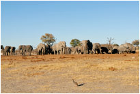 Elefanten so weit das Auge reicht..., Savuti Chobe NP Botswana