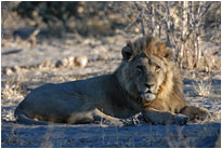 Ein practvoller Bursche, aber leider sehr schläfrig, Savuti Chobe NP Botswana
