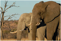 Black and White, Chobe NP Botswana