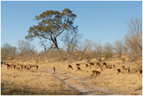 Savuti Marsh, Chobe NP Botswana