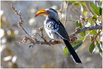 Gelbschnabeltoko beim Posen, Chobe NP Botswana