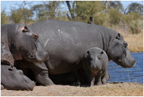 Hippos am Kwai River, Botswana