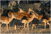 Erste Sonnenstrahlen im Moremi NP, Botswana