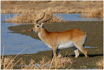 Riedbock, Moremi NP Botswana