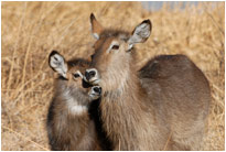 Wasserböcke im Moremi NP, Botswana