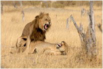 The final act..., Moremi NP Botswana