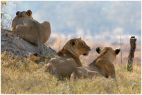 Auf der Lauer, auf der Lauer, Moremi NP Botswana