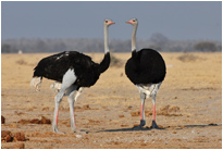 Strauße am Wasserloch der Nxai Pan, Botswana