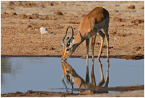 Springbock, Nxai Pan Botswana