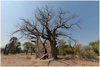 Einer der größten Baobas in Namibia, Namibia