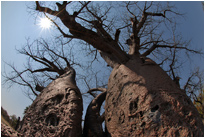 Imposanter Baoba, Namibia
