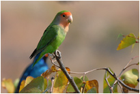 Bunte Vogelwelt direkt vor der Terasse des "Camp Aussicht", Namibia