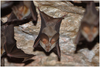 Fledermäuse in der Grube des "Camp Aussicht", Namibia