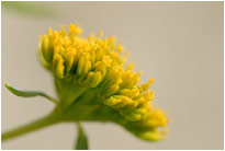 Wasser und alles blüht, Kaokoveld [Namibia]