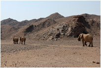 Wir haben das Glück, die selten Wüstenelefanten zu sehen, Kaokoveld [Namibia]