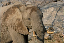 Wüstenelefant in freier Natur - ohne den Zaun eines Nationalparks, Kaokoveld [Namibia]