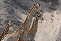 Giraffenfamily im Hoanib, Kaokoveld [Namibia]