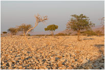 Morgenstimmung in der Nähe des Ondongo Camps, [Namibia]