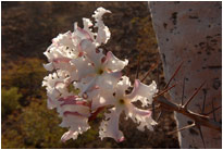 Blüte eines jungen Baobas, [Namibia]